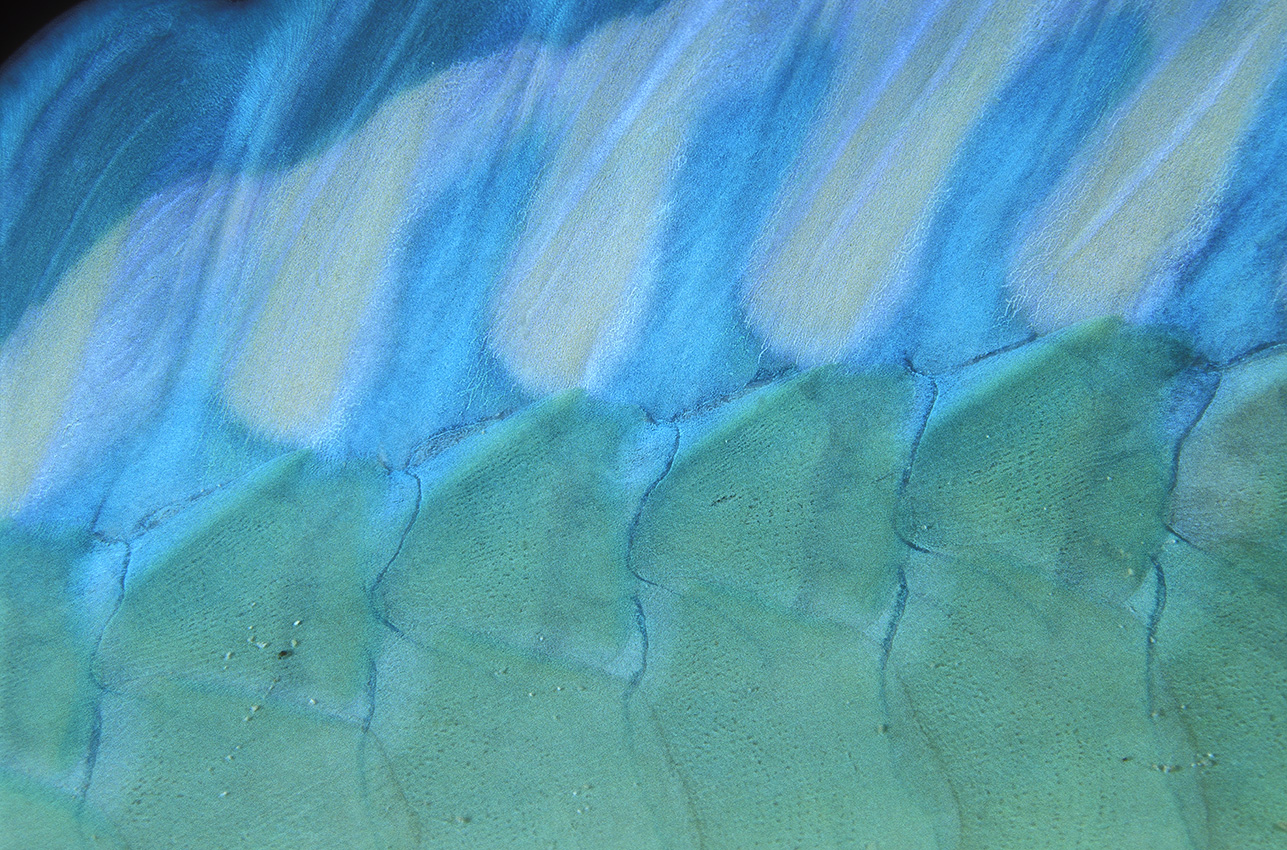 Détail de la nageoire d'un poisson-perroquet (Scarus sp.) pris la nuit – Maldives