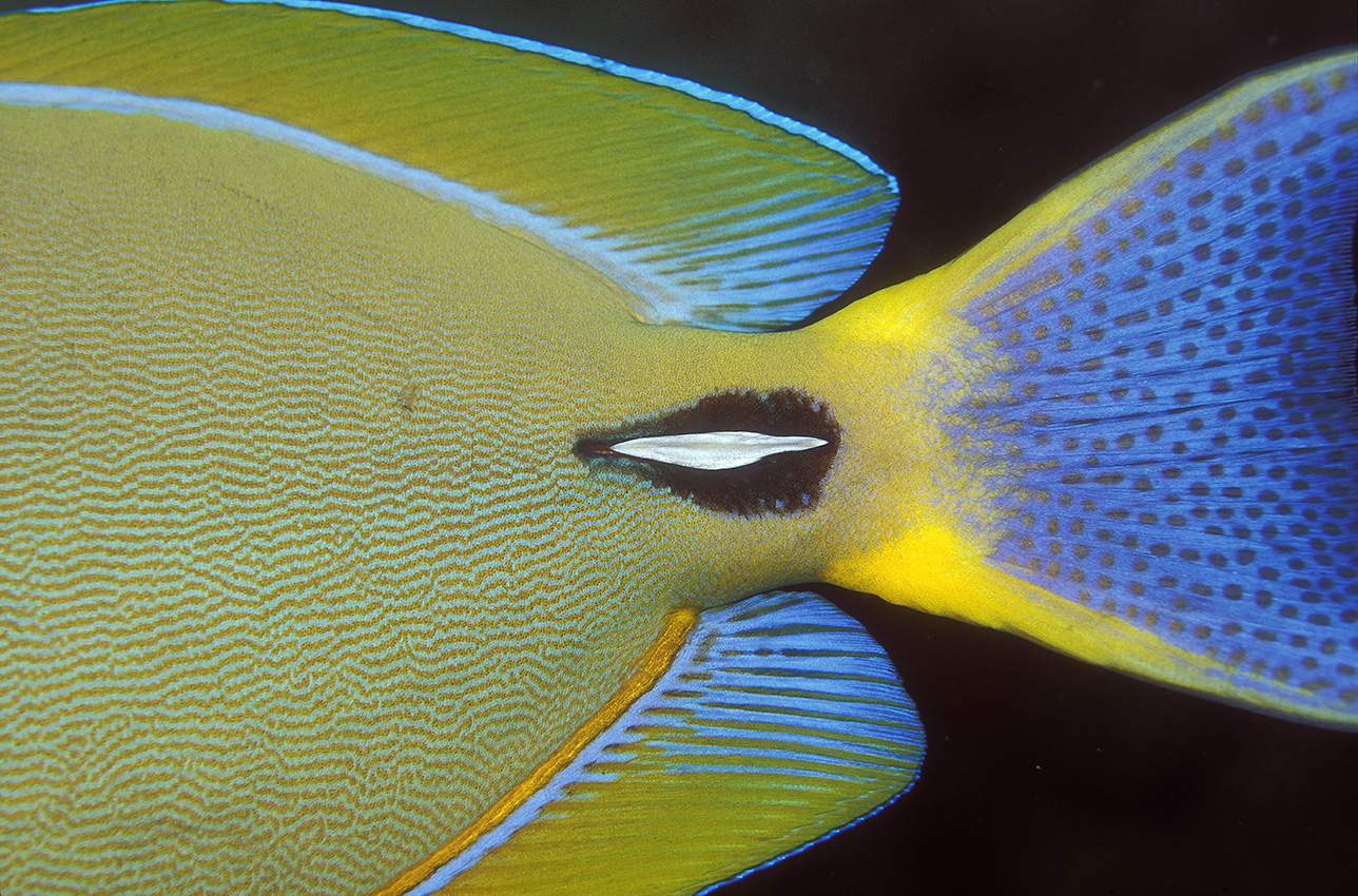 Détail de la queue et du scalpel d'un poisson-chirurgien hawaïen (Acanthurus dussumieri) – Maldives