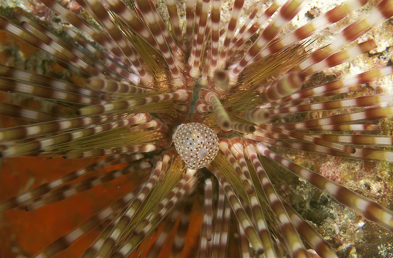 Gros plan d'un oursin à double piquants – Maldives