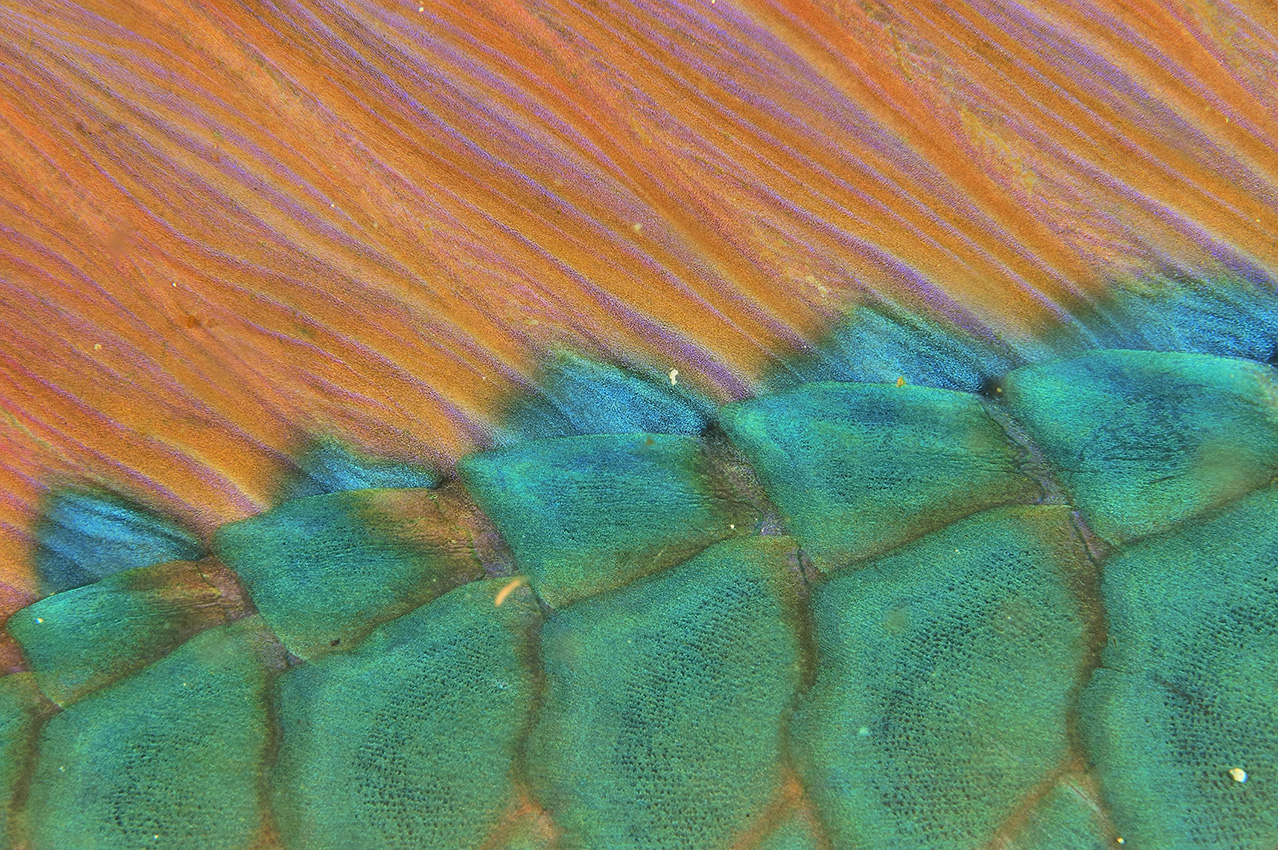 Détail de la nageoire d'un poisson-perroquet – Oman