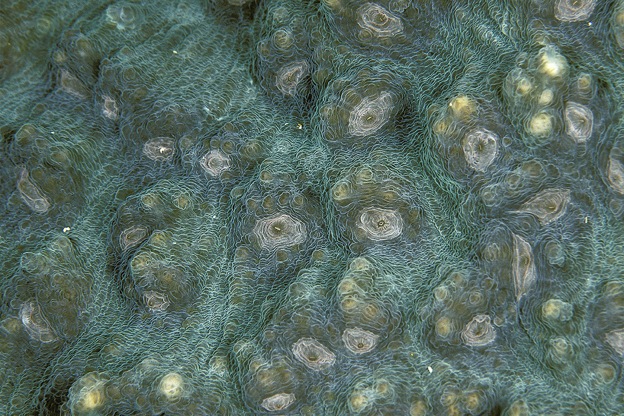 Gros plan d'un corail peau d'éléphant – Maldives