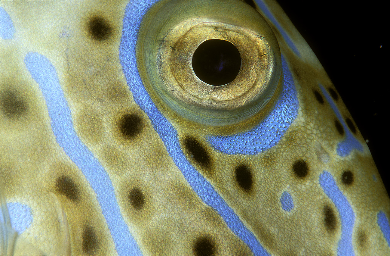 Un œil de poisson-lime gribouillé – Maldives