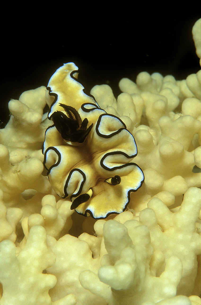 Un nudibranche Glossodoris atromarginata sur un corail cuir - Papouasie-Nouvelle Guinée