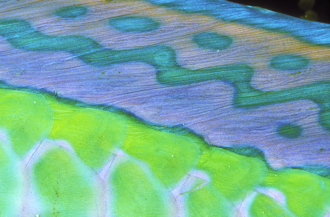 Détail de la nageoire d'un poisson-perroquet – Maldives