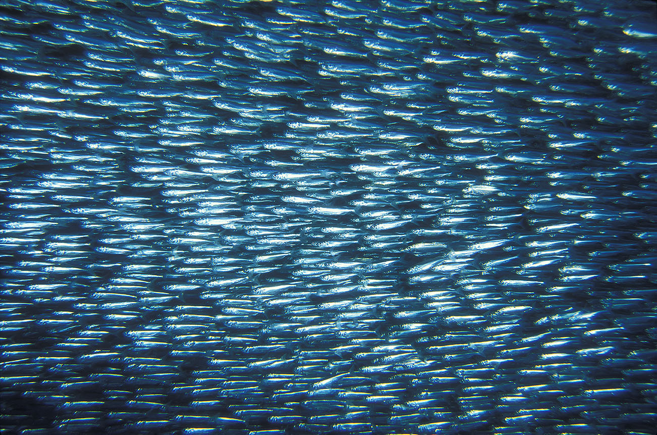 Un banc d'athérines à grosse tête – Maldives
