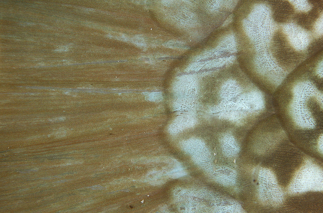 Détail de la nageoire d'un poisson-perroquet – Maldives