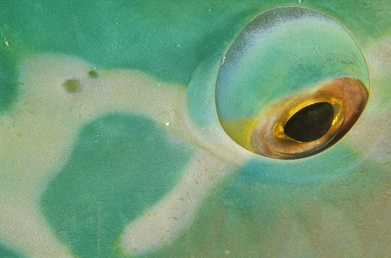 L’œil d’un poisson-perroquet de nuit - Maldives
