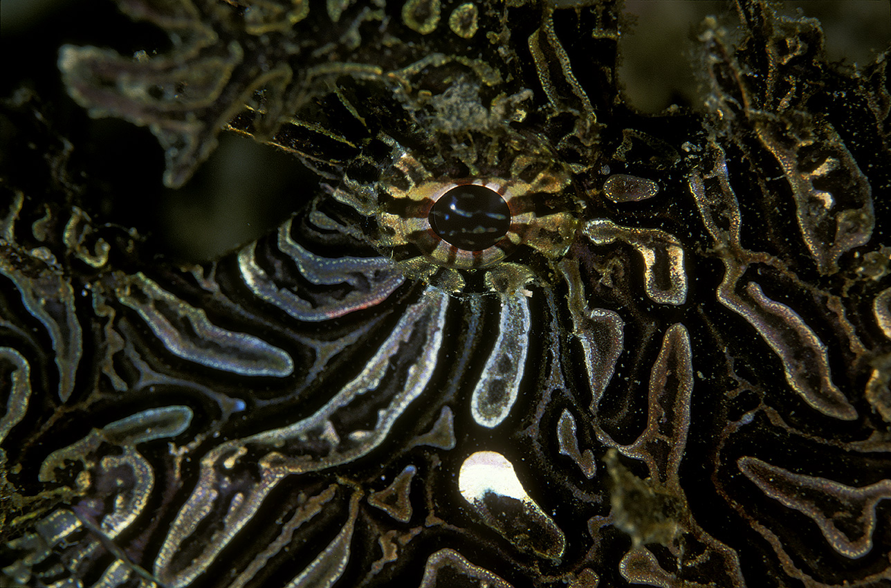 Gros plan de la tête et de l'œil d'un poisson-scorpion de Merlet - Papouasie Nouvelle Guinée