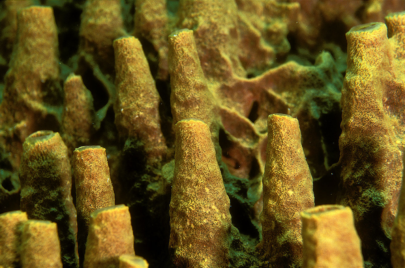 Détail d’éponge – Indonésie