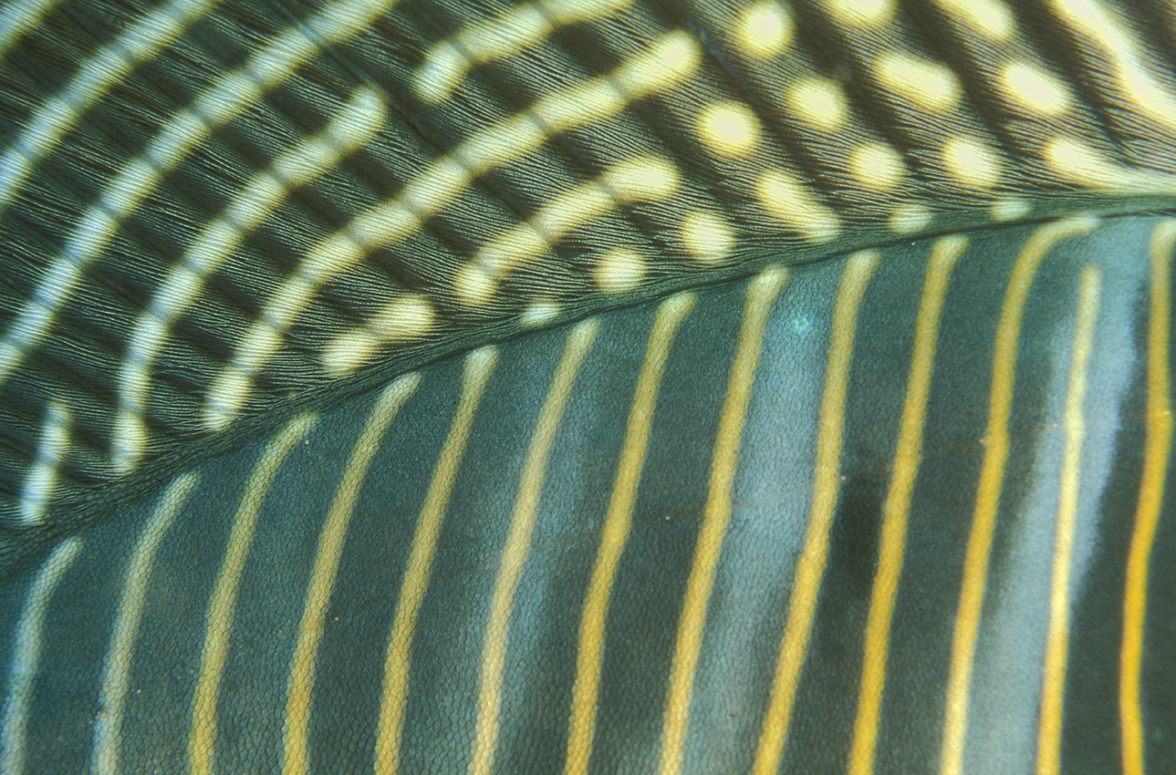 Gros plan de la nageoire dorsale et du corps d'un poisson-chirurgien – Soudan