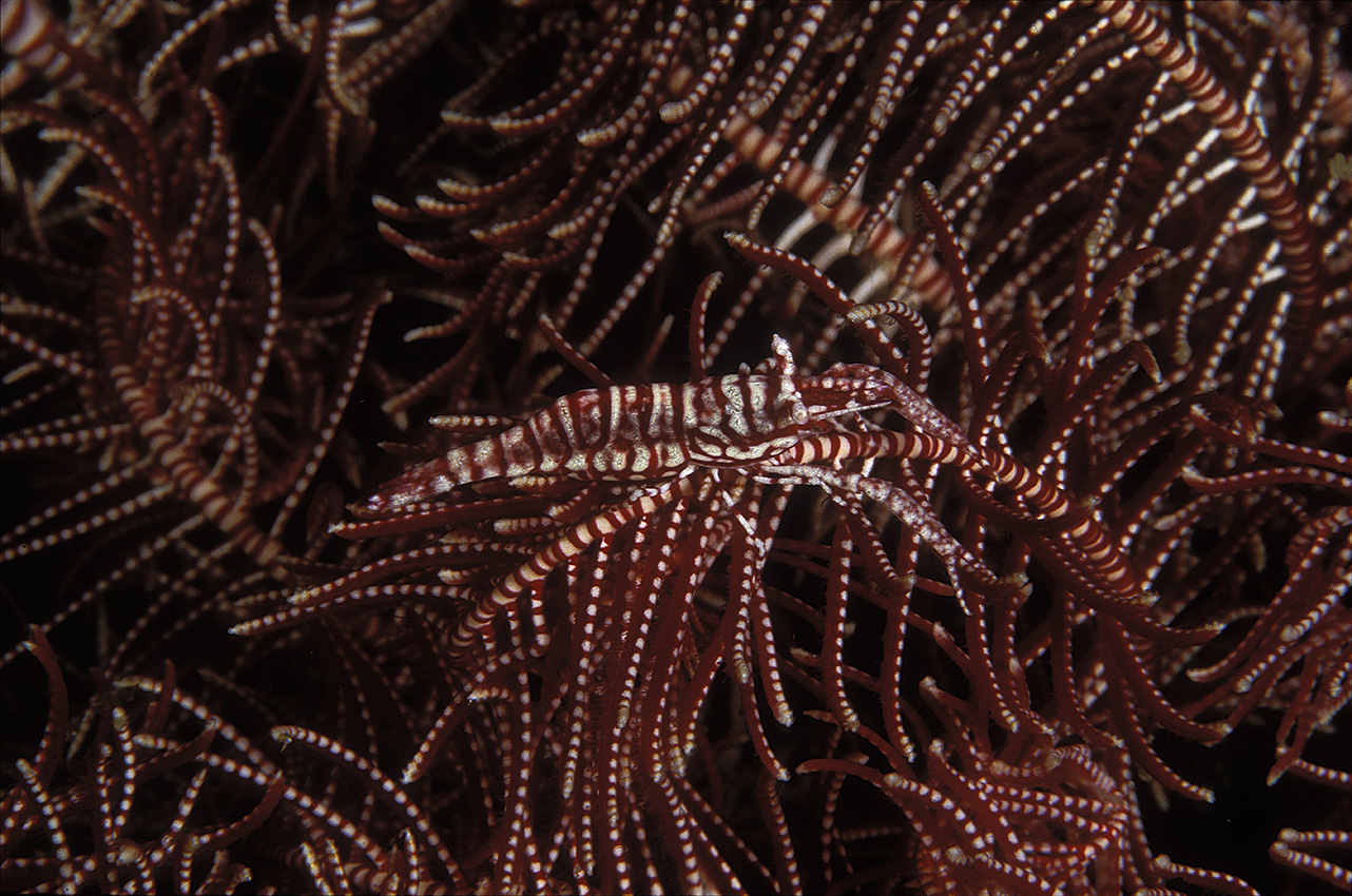 Une crevette des crinoïdes – Indonésie