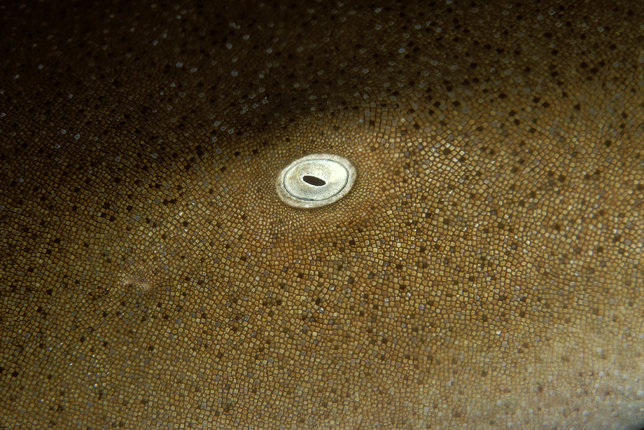 Gros plan de la tête et de l'oeil d'un requin nourrice ou requin dormeur – Tobago