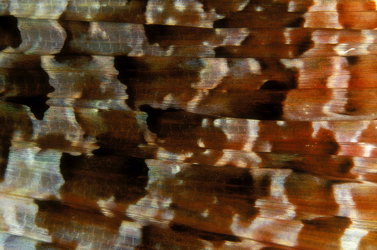 Détail de la nageoire d'un poisson-scorpion – Indonésie