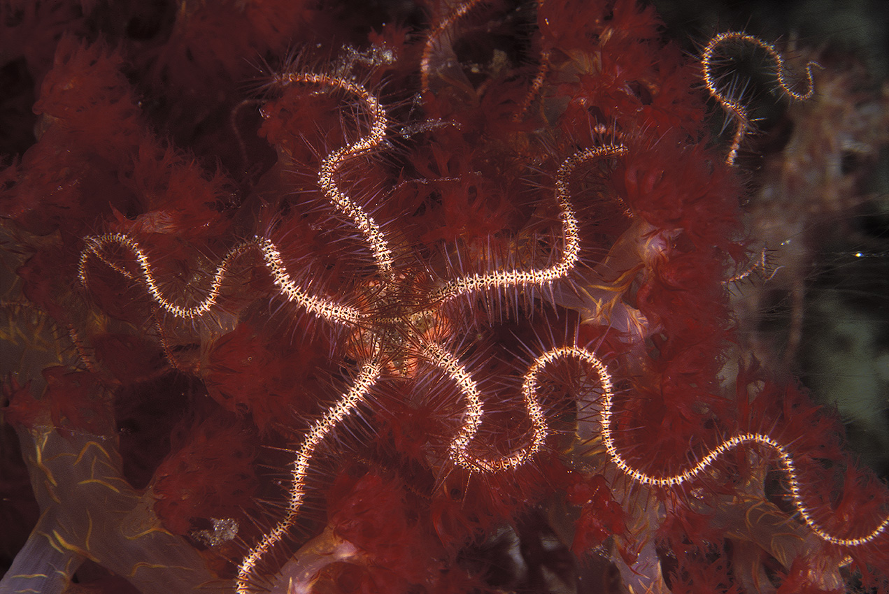 Une ophiure sur un corail mou ou alcyonaire – Philippines