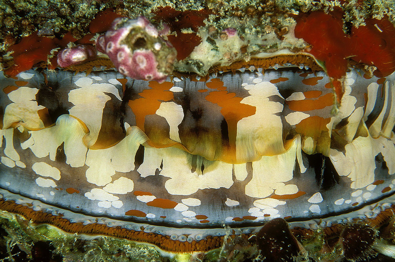 Détail d'une huître à charnière – Maldives