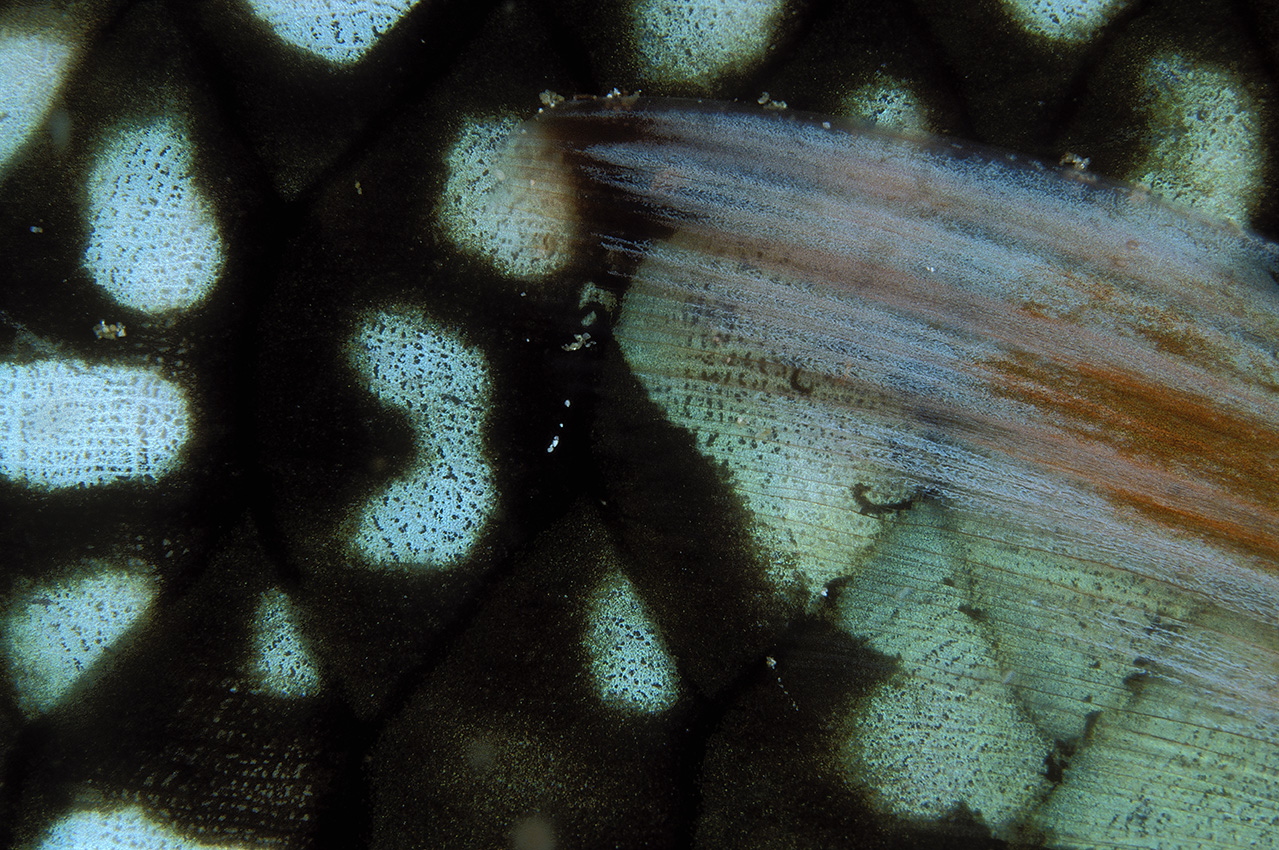 Détail de nageoire d'un poisson-perroquet de nuit – Maldives
