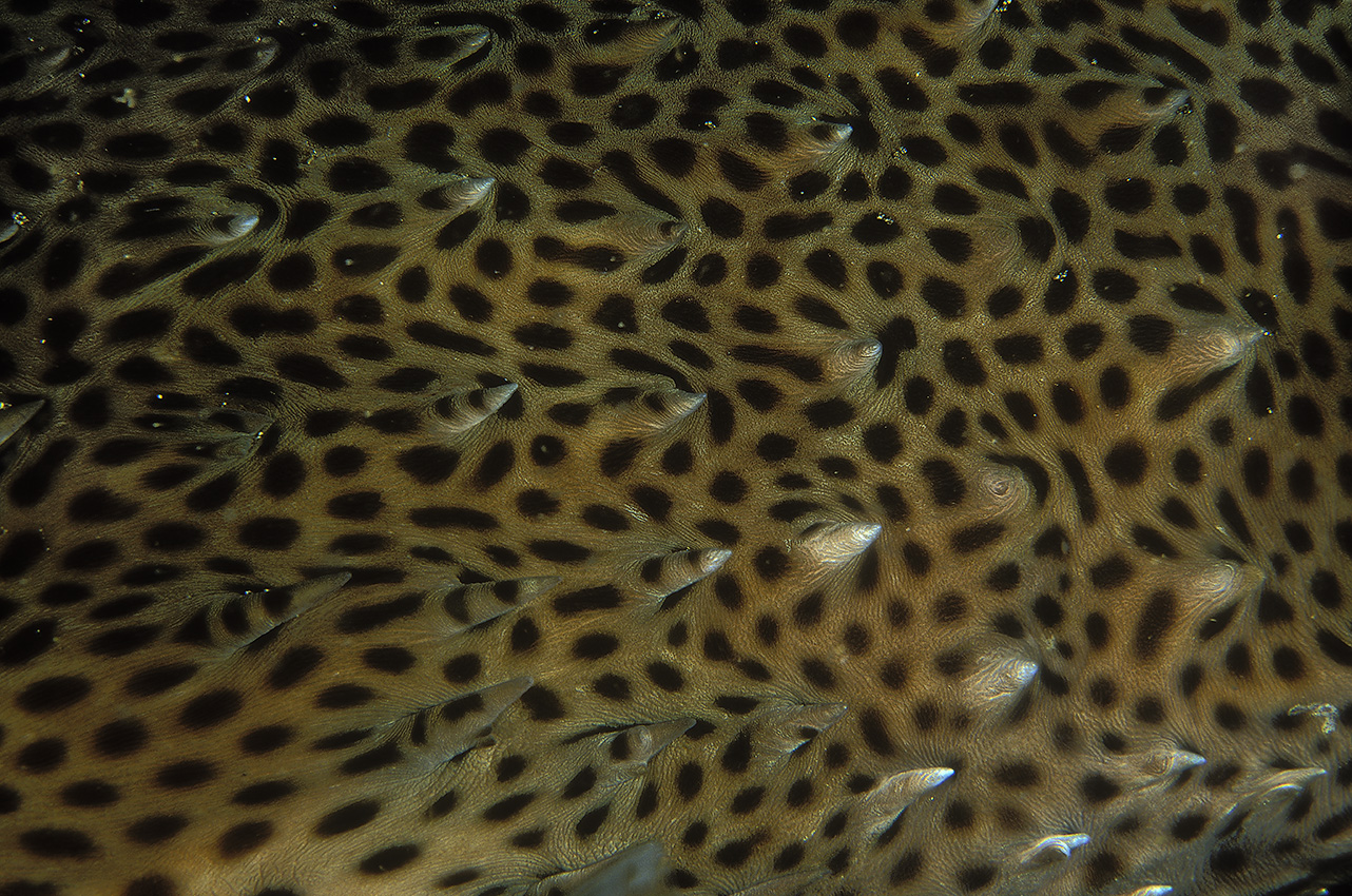 Détail du corps d'un poisson porc-épic - Equateur