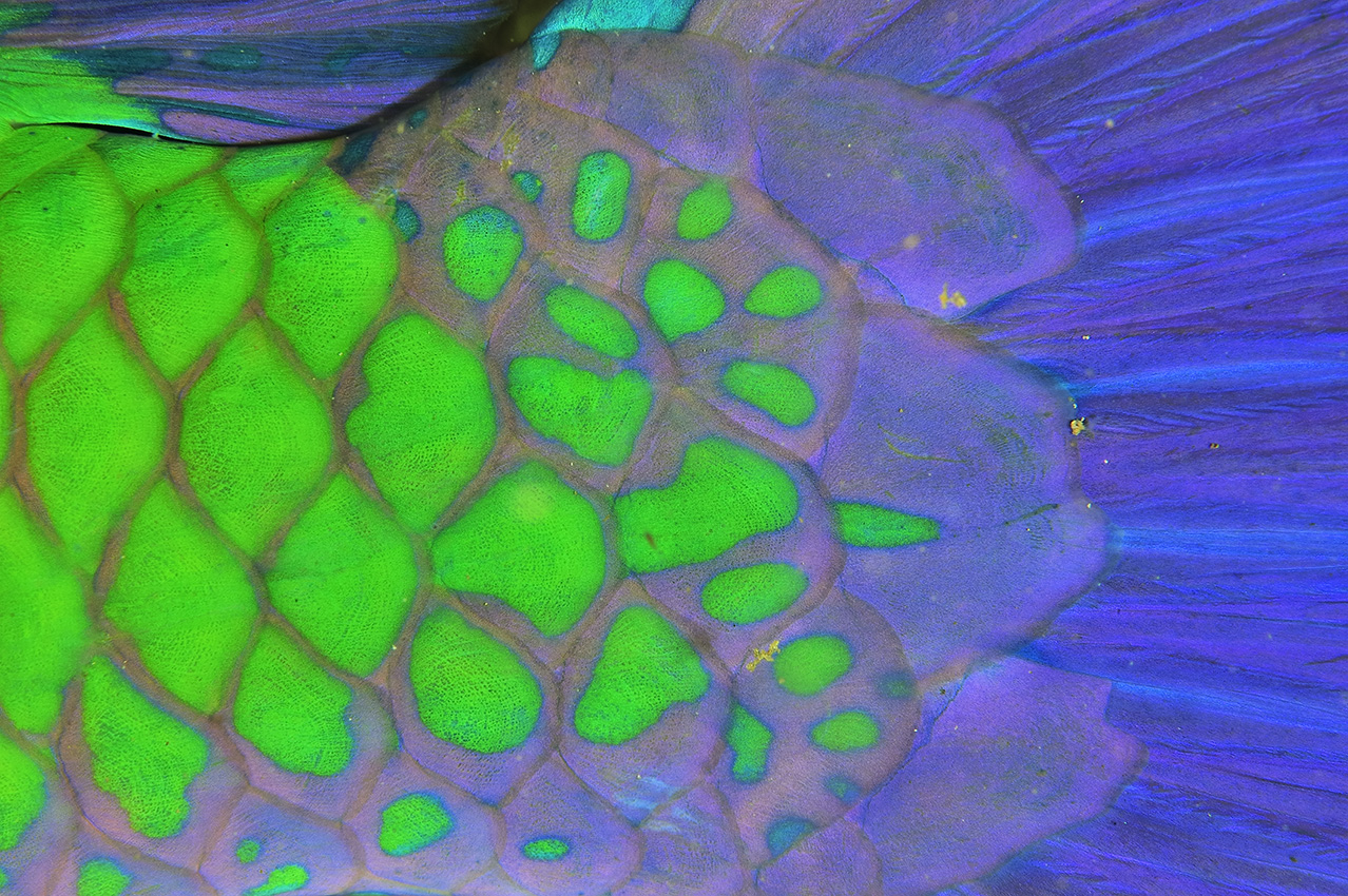 Détail de la queue d'un poisson-perroquet rouillé - Oman