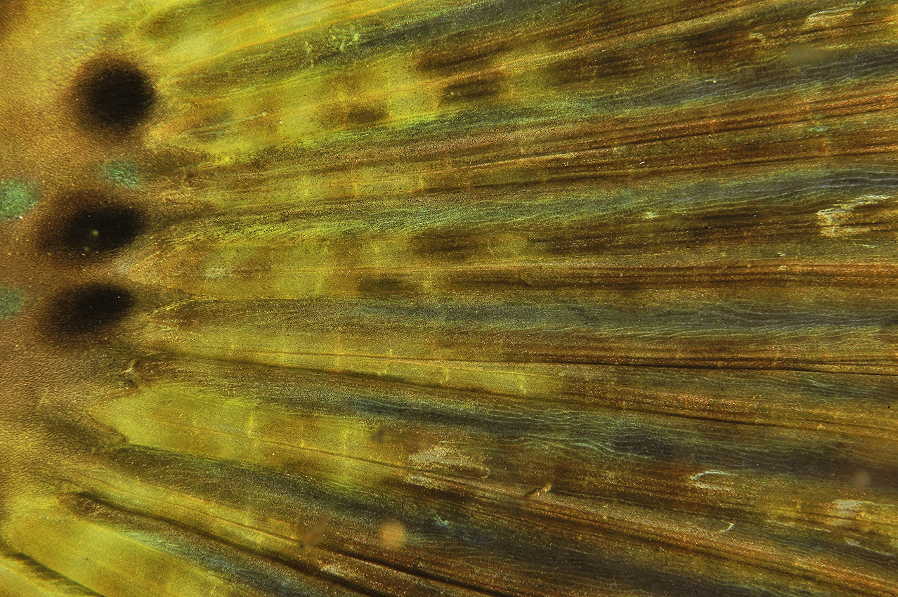 Gros plan de la queue d'un poisson-lime gribouillé – Oman