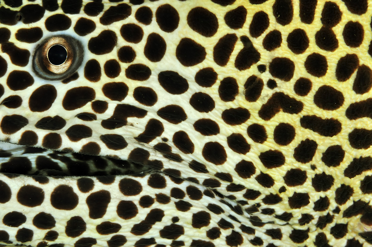 Gros plan de la tête d'une murène tachetée ou à taches noires – Oman