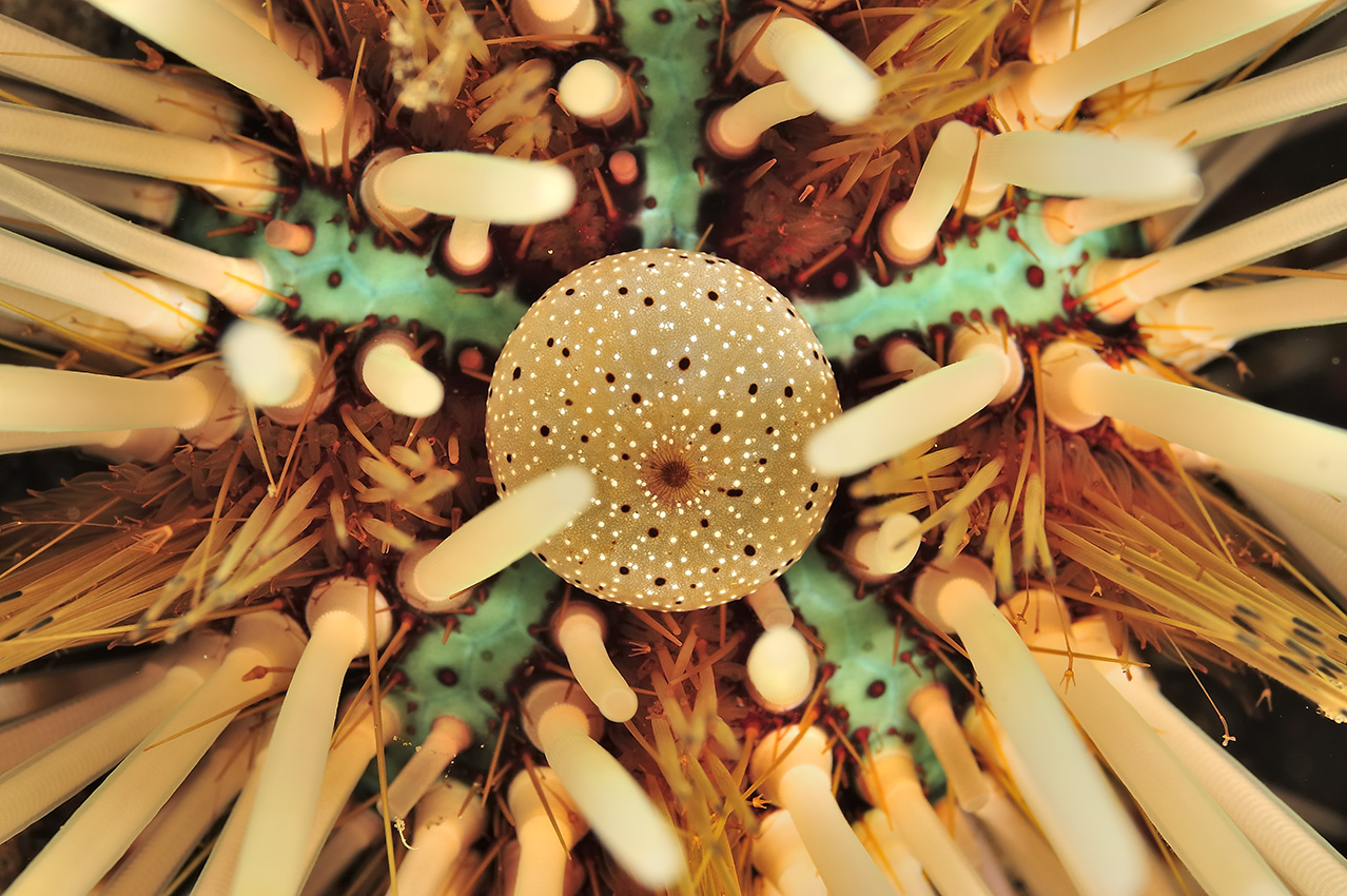 Détail d'un oursin à double piquants ou faux diadème – Philippines