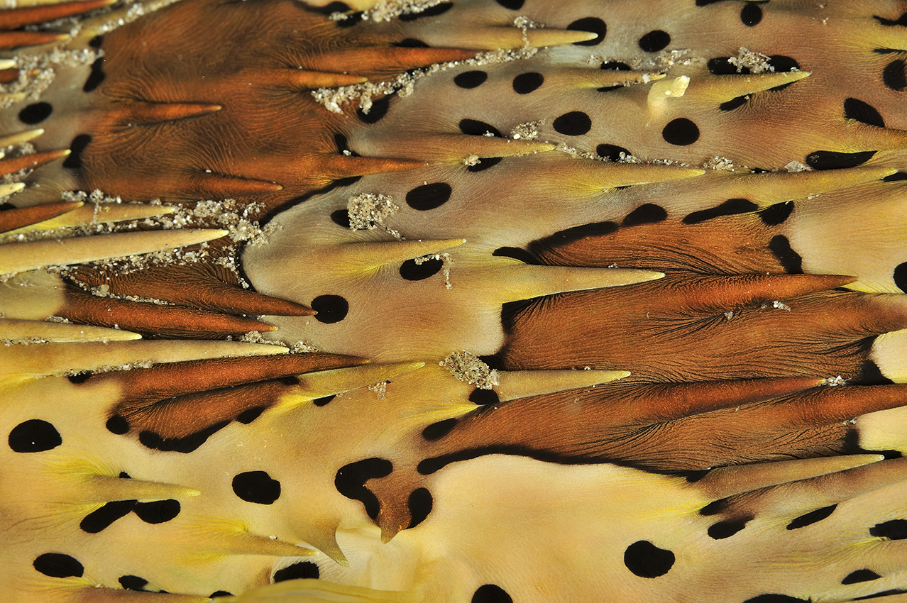Détail du corps d'un poisson porc-épic à taches - Philippines