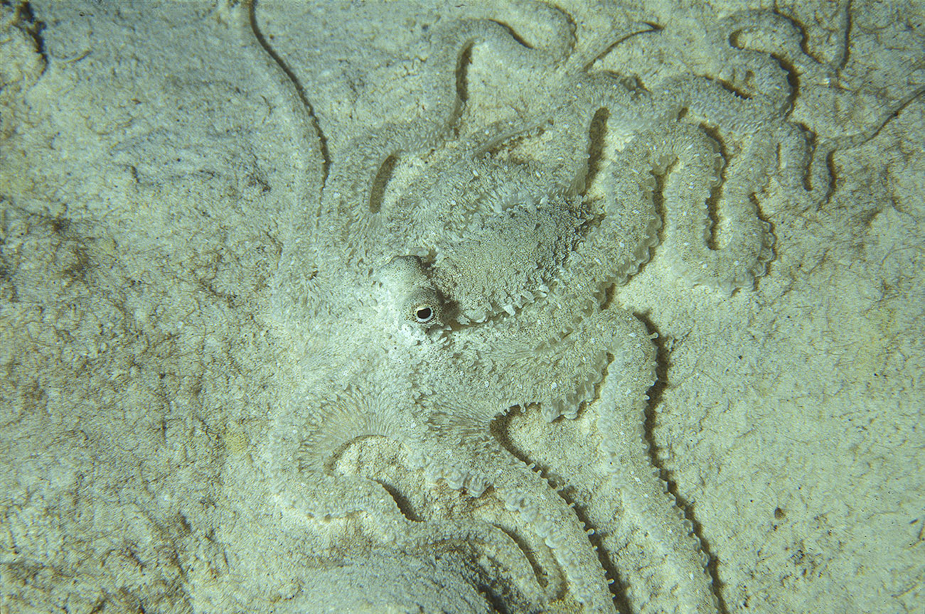 Un poulpe indéterminé sur un fond de sable la nuit - Maldives