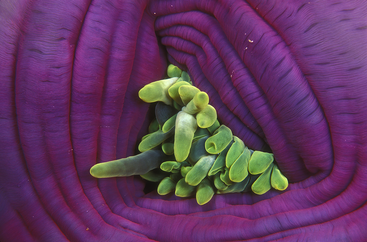 Une anémone de mer magnifique refermée - Maldives –