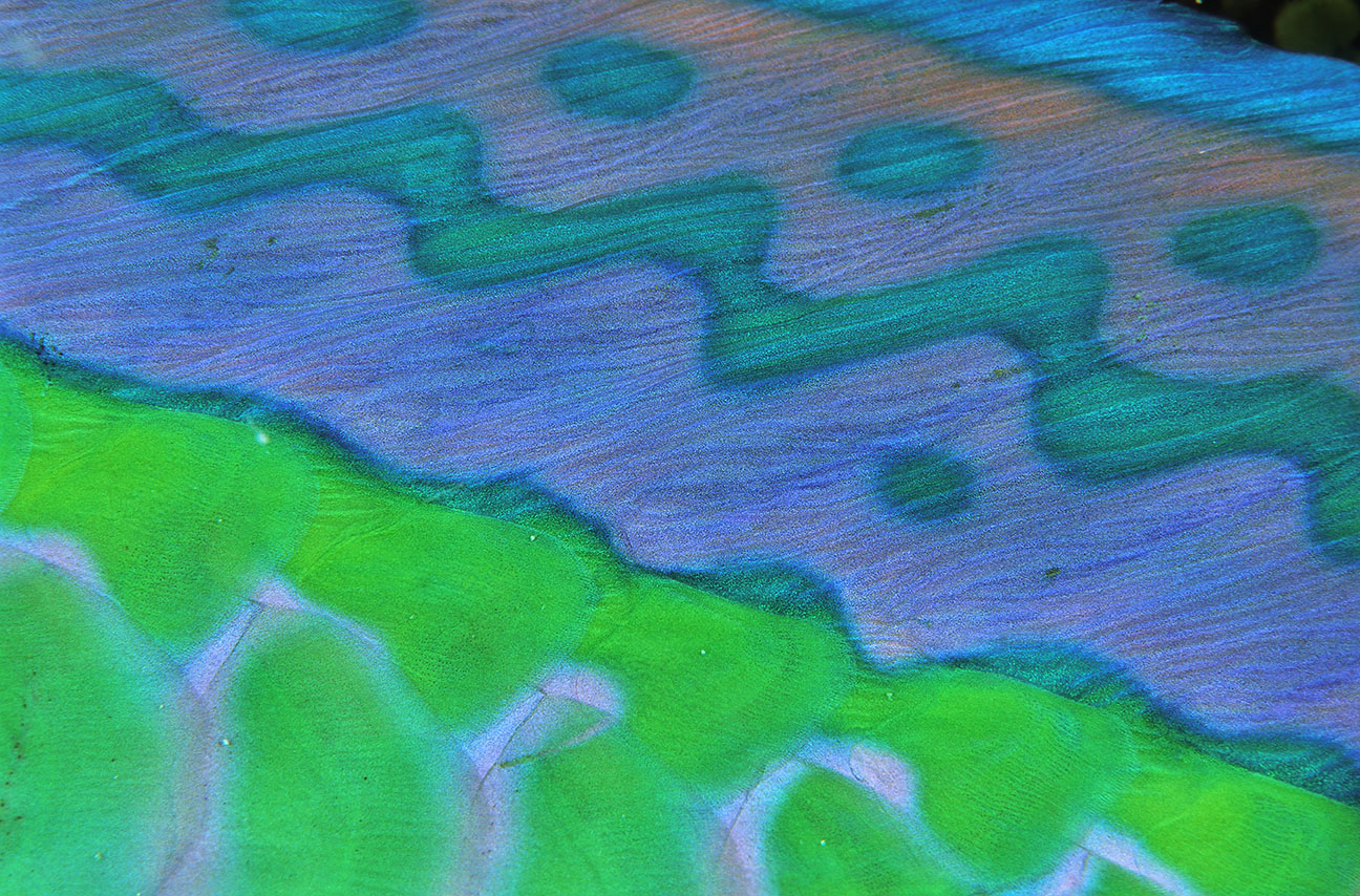 Détail de la nageoire d'un poisson-perroquet - Maldives