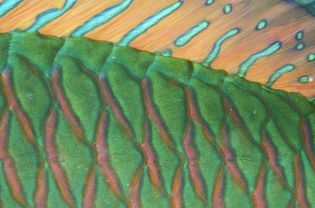 Détail de nageoire d'un poisson-perroquet de nuit – Maldives