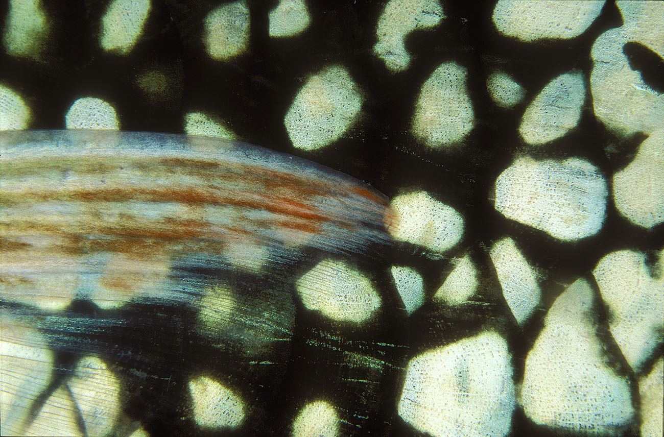 Détail de nageoire d'un poisson-perroquet de nuit – Maldives