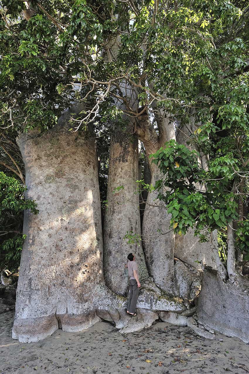 Un touriste au pied d'un baobab sur la plage de Ngouja - Mayotte