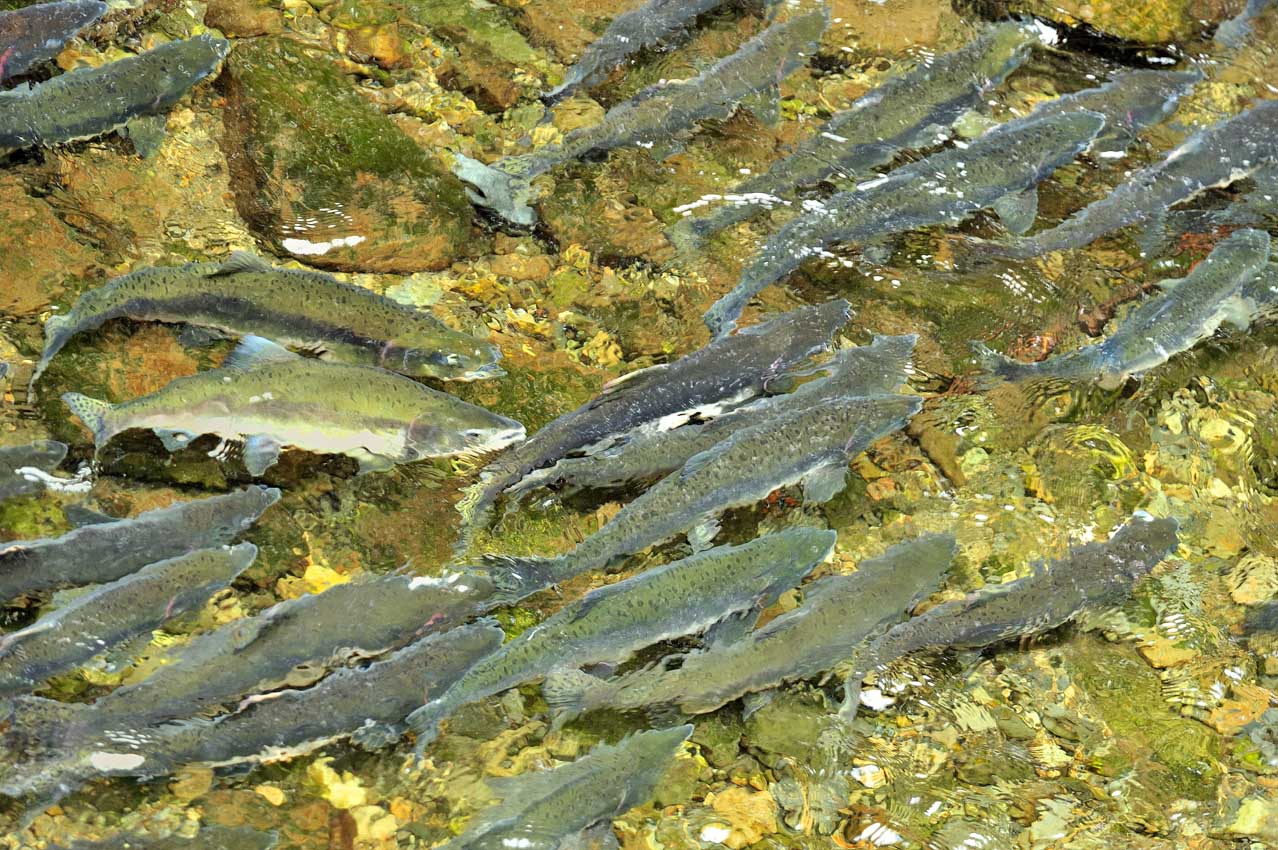 Un regroupement de saumons dans une rivière – USA