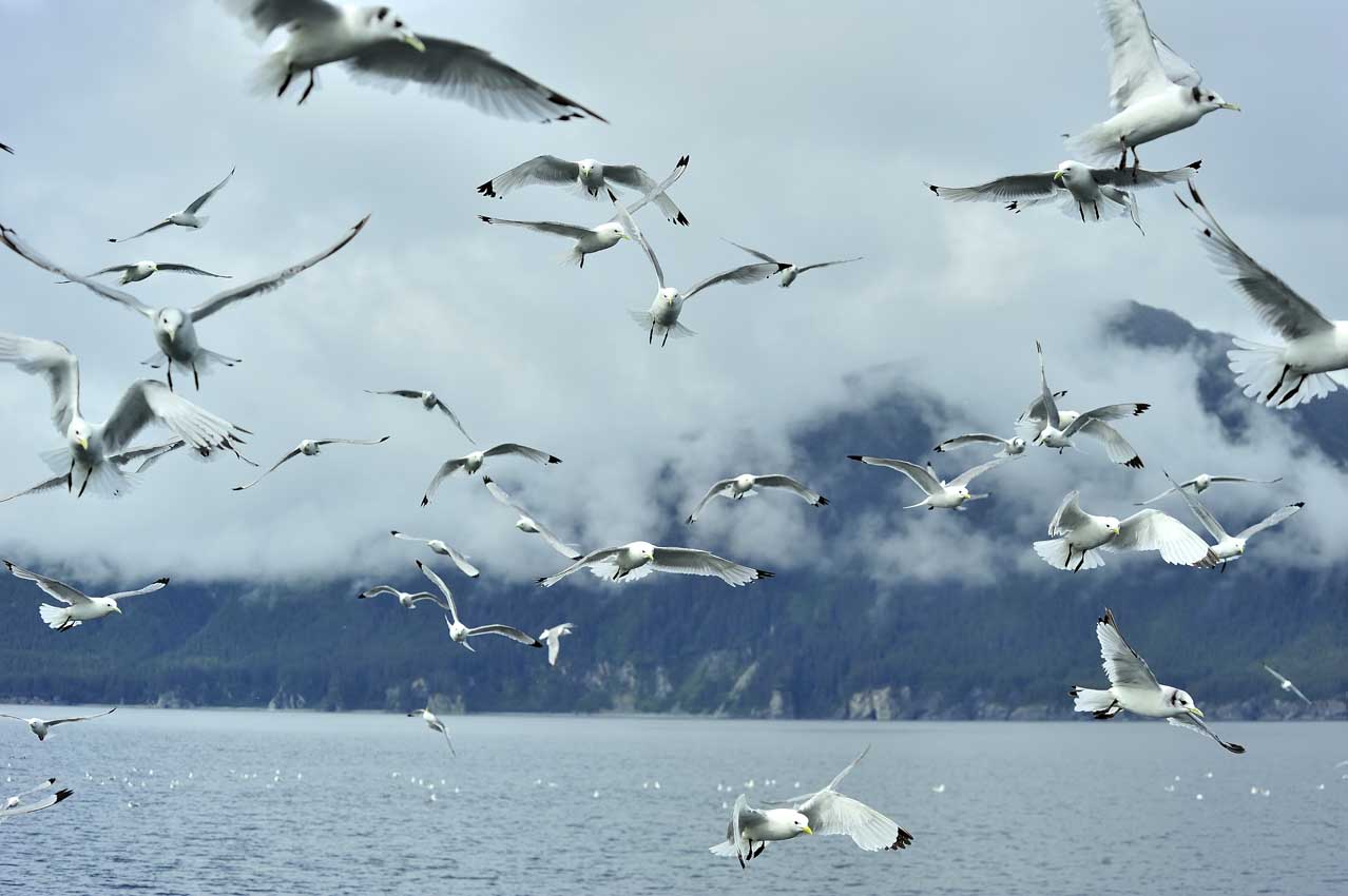 Des mouettes attirées par les petits poissons et crustacés que les baleines mangent - USA