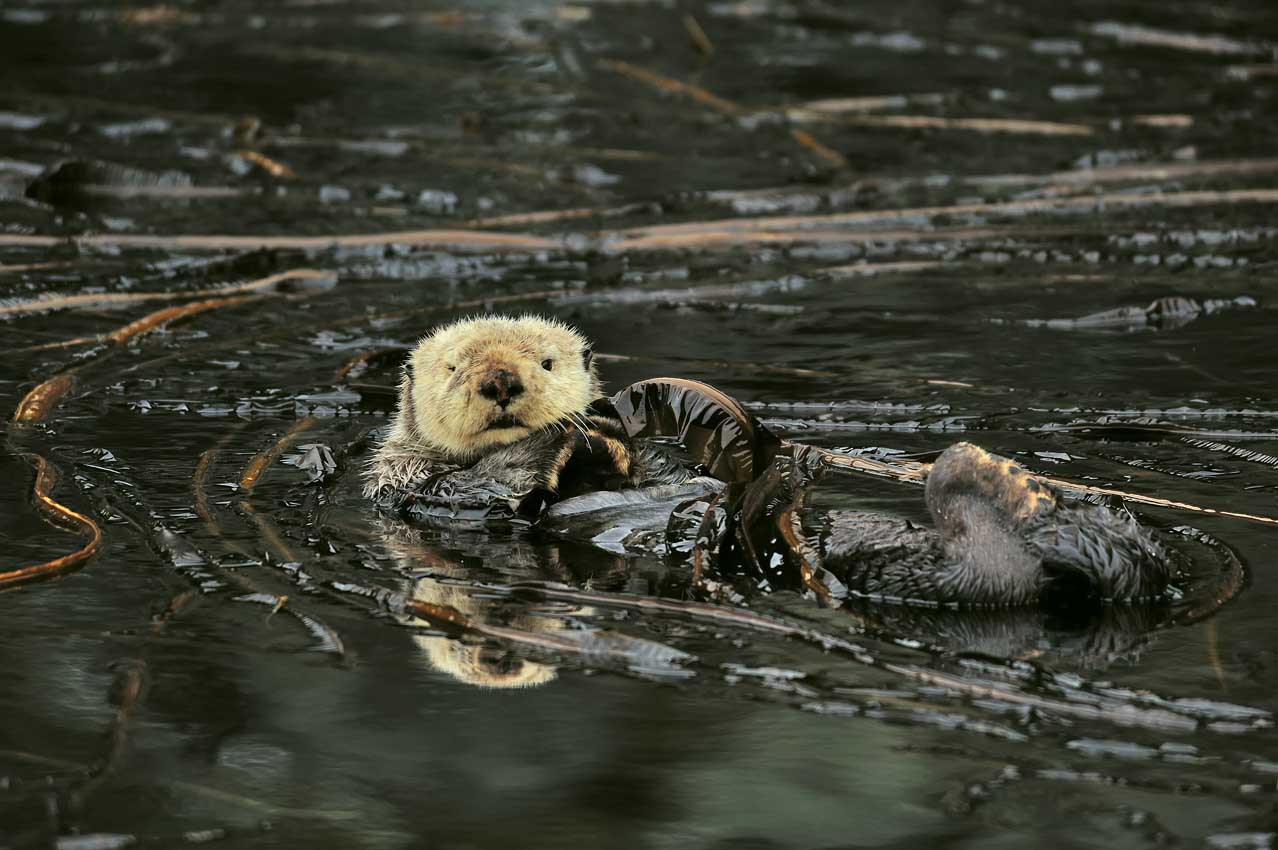 Une loutre de mer à la surface parmi le varech ou kelp – USA