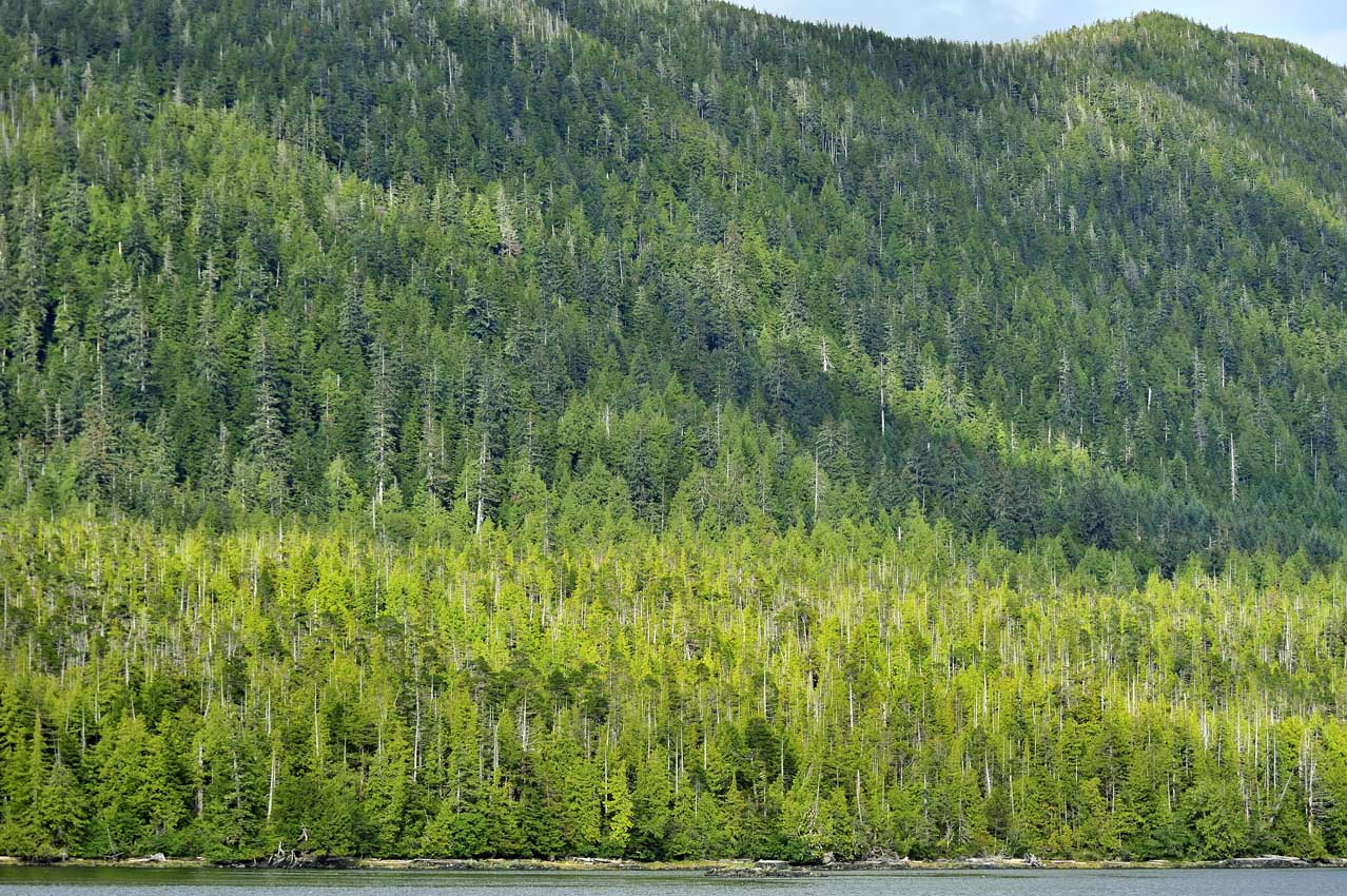 Paysage de forêts près de Ketchikan – USA