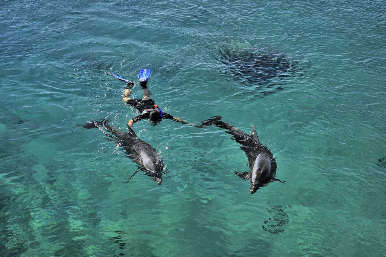 Le ou la thérapeute nage avec les grands dauphins – Israël