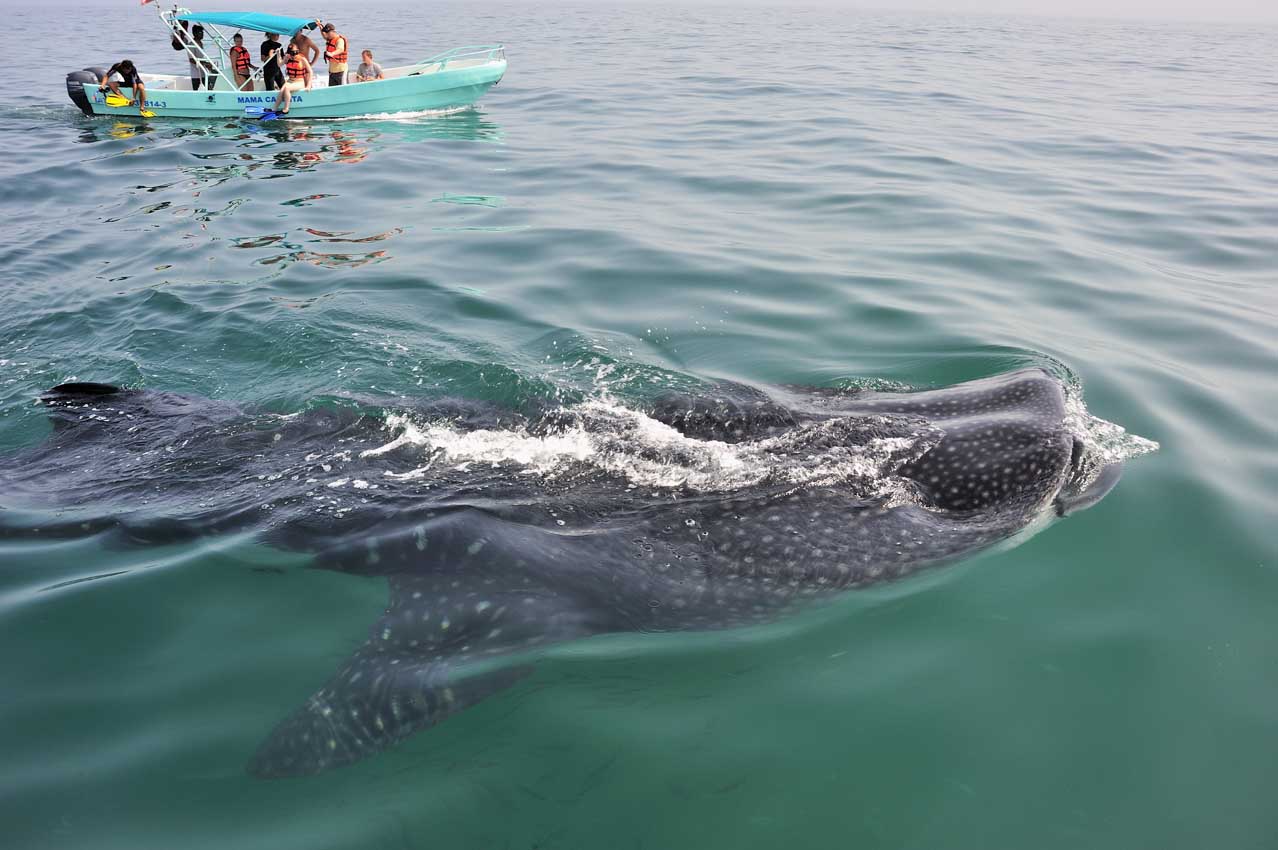 Un requin baleine mangeant du plancton à la surface – Mexique