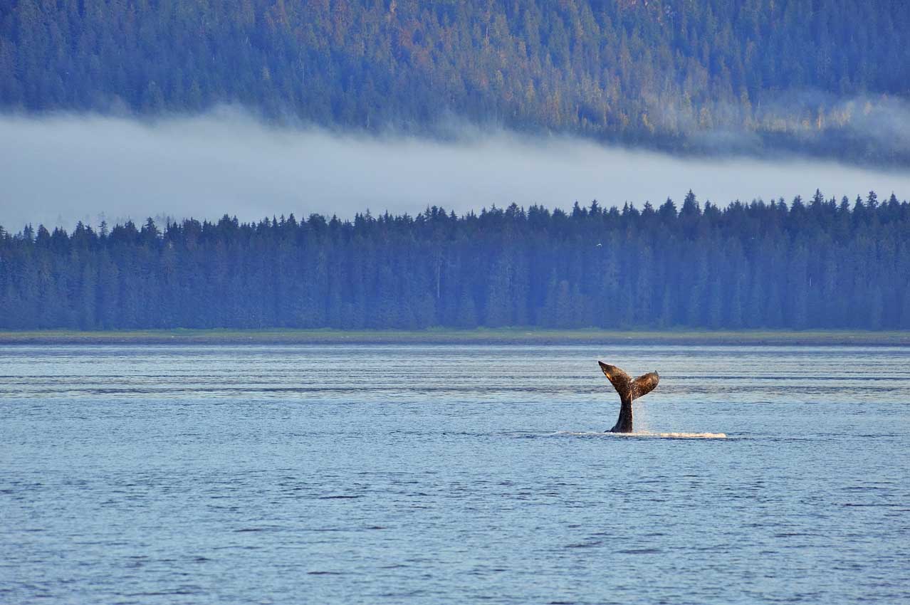Queue de baleine à bosse qui sonde – USA