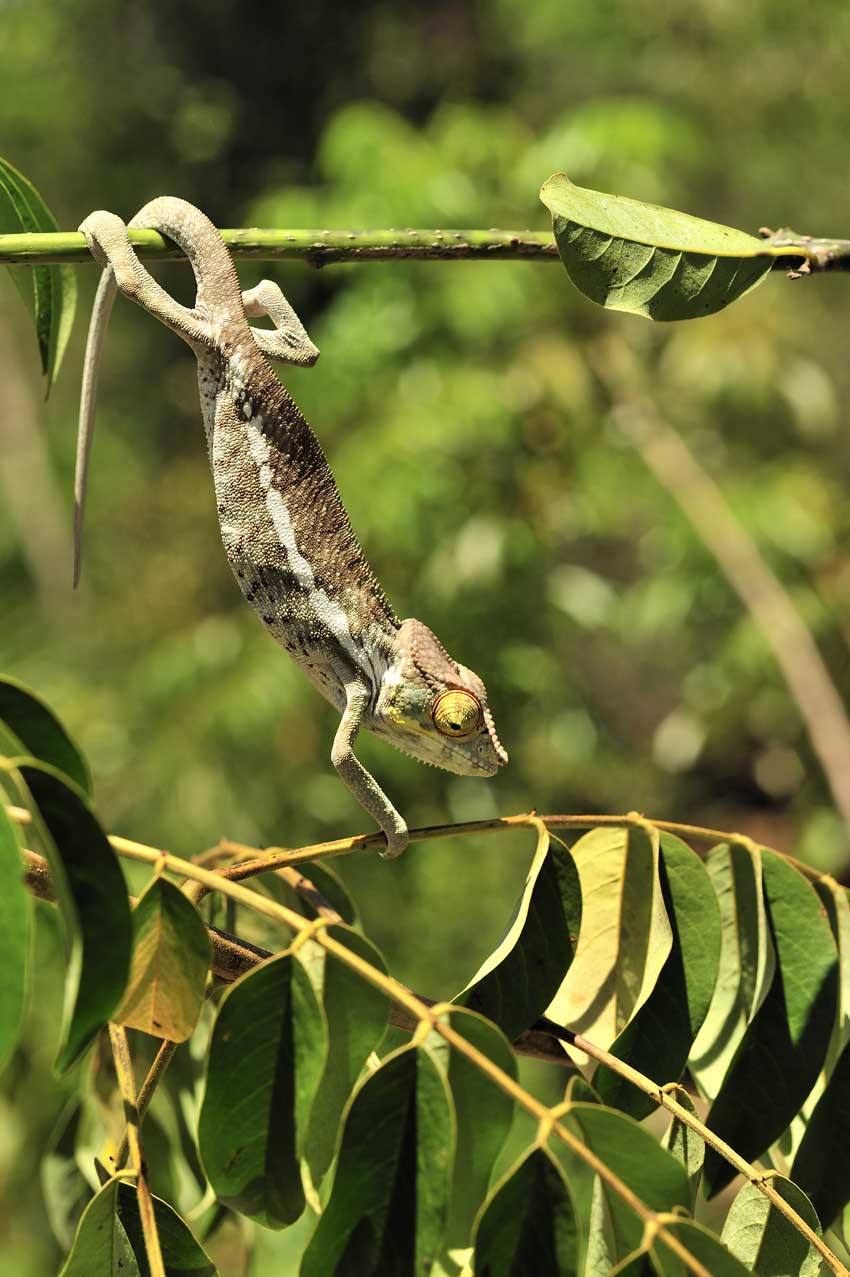 Un caméléon – Madagascar