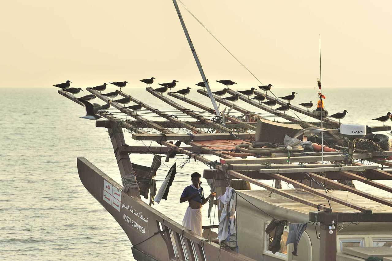 Mouettes sur un bateau de pêche – Oman