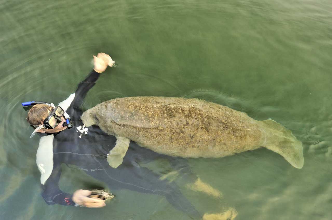 Un lamantin des Caraïbes cherche le contact avec un nageur - USA