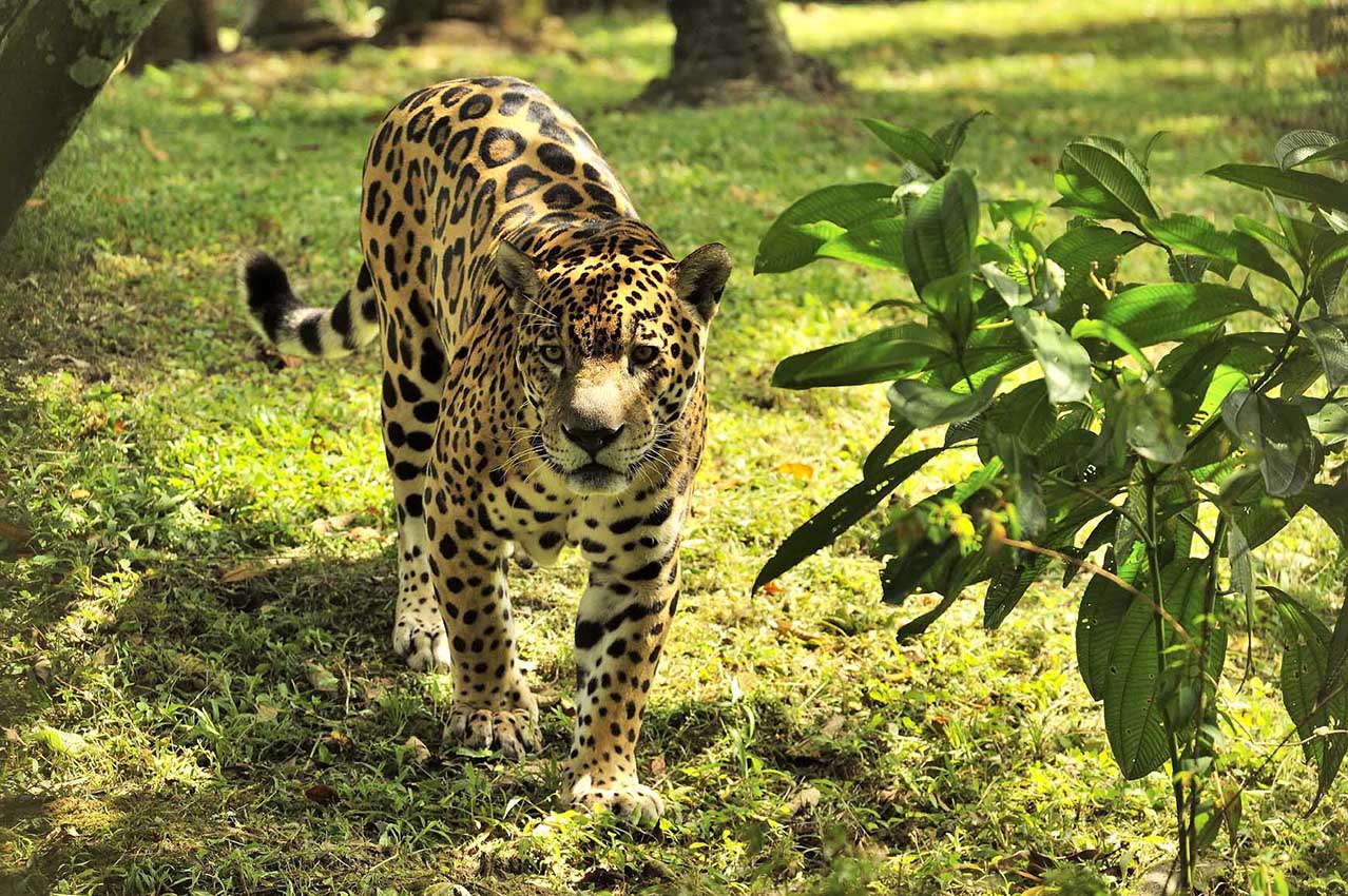 Un jaguar dans le zoo de Guyane - Guyane Française
