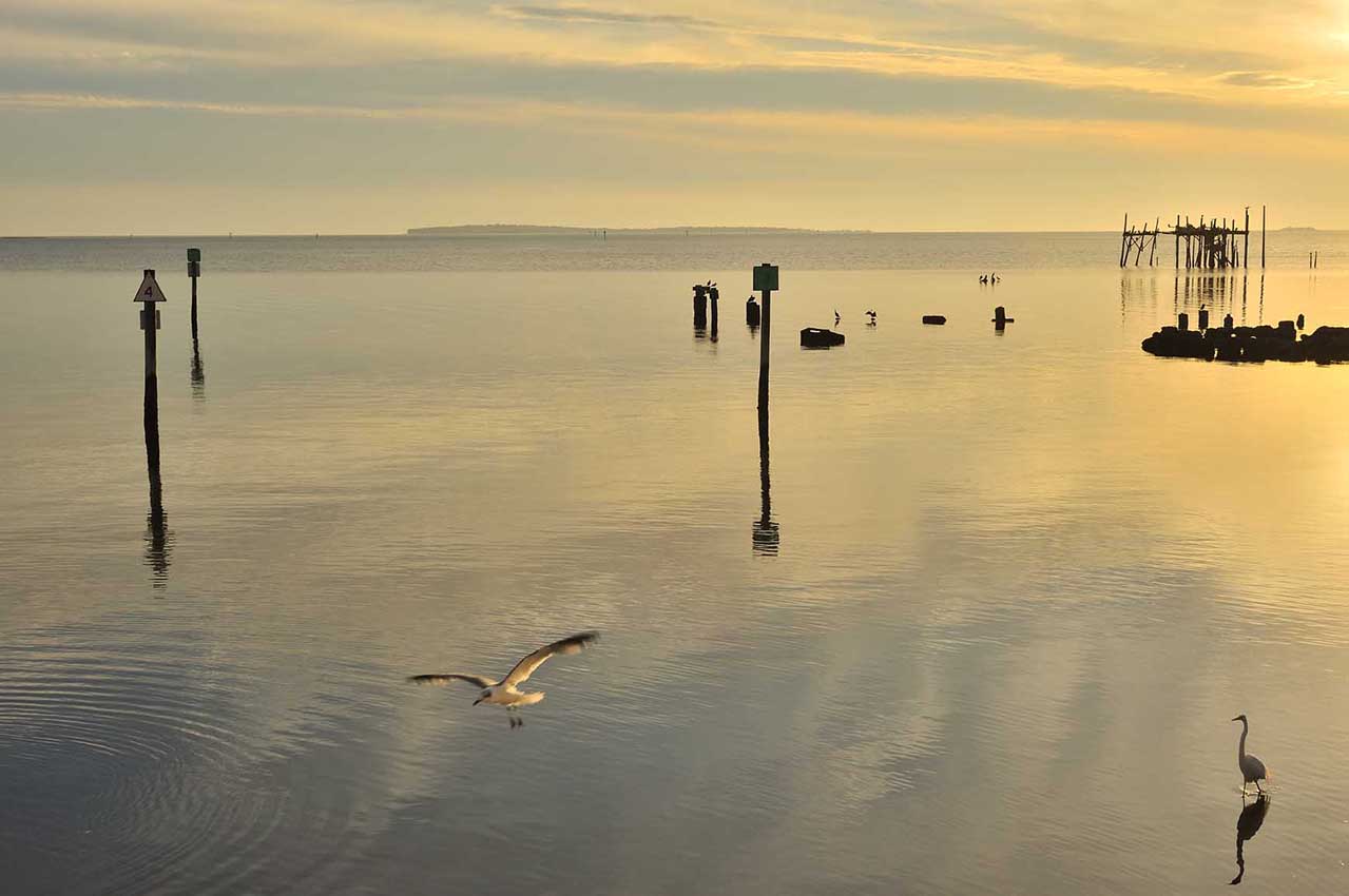 Coucher de soleil à Cedar Key avec une mouette et une aigrette - USA