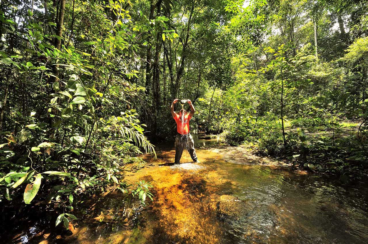 Dans la forêt amazonienne près de l'Oyapock - Guyane Française
