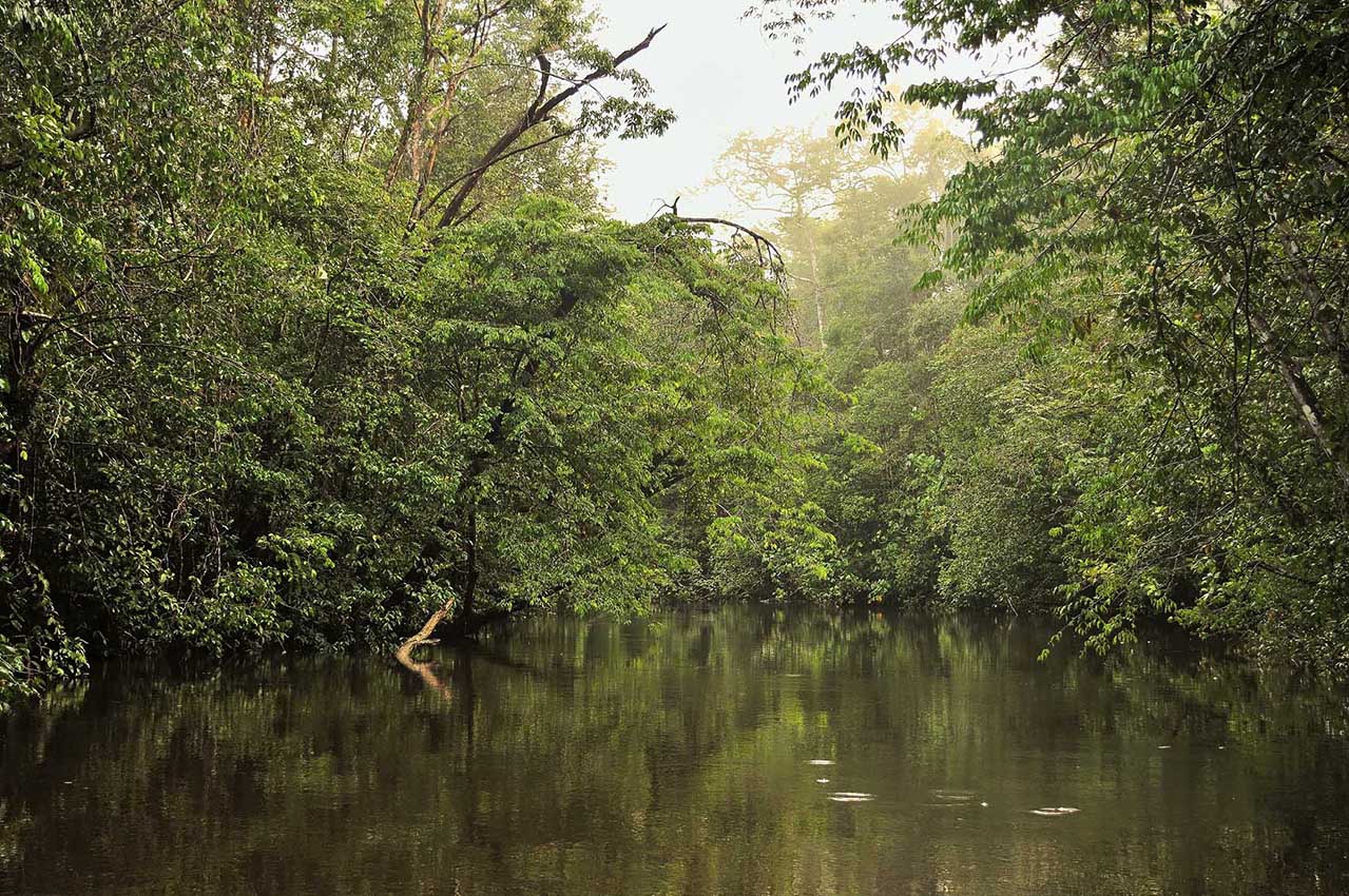 La crique Cariacou qui donne sur le fleuve Kourou - Guyane Française