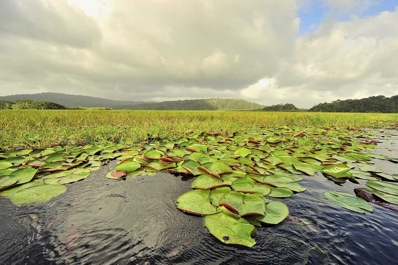 Les marais de Kaw - Guyane Française