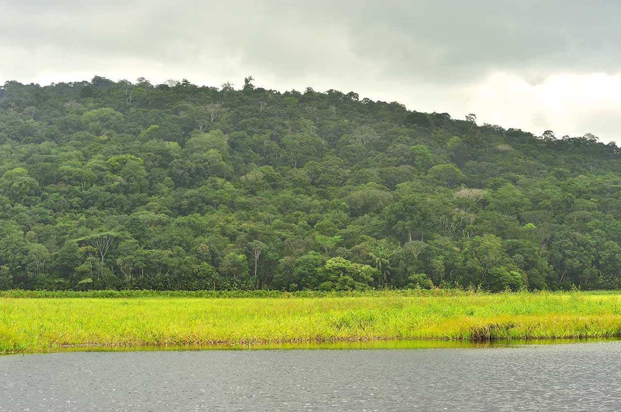 Les marais de Kaw - Guyane Française