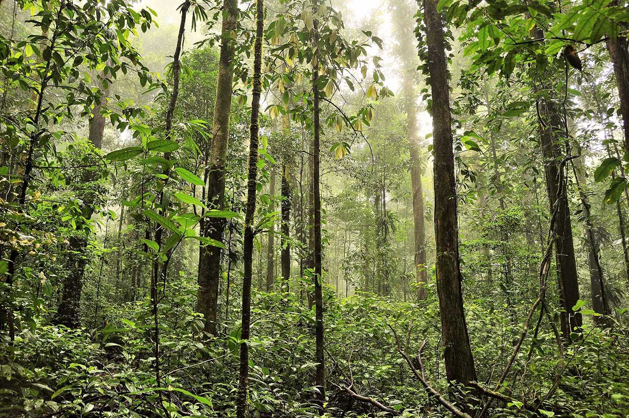 Forêt de la Réserve régionale Trésor - Guyane Française