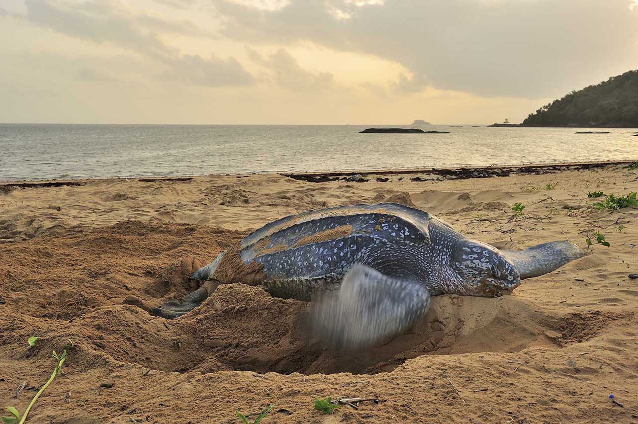 Une tortue luth recouvre sa ponte de sable pour la protéger - Guyane Française